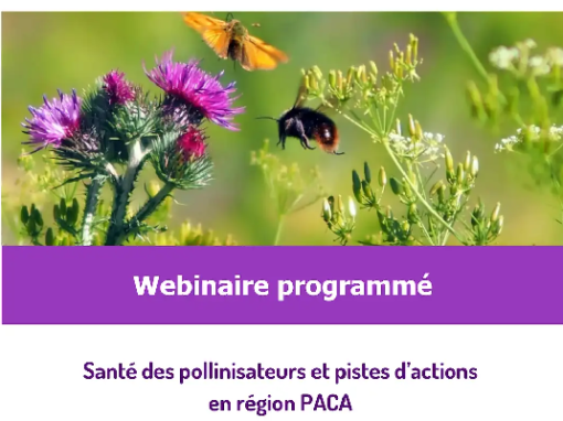 Webinaire « Santé des pollinisateurs : quels enjeux et quelles pistes d’actions en région PACA ? » Webinaire « Santé des pollinisateurs : quels enjeux et quelles pistes d’actions en région PACA ? »
