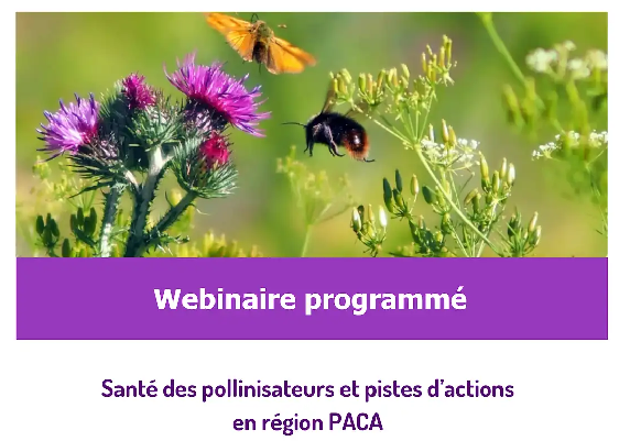 Webinaire « Santé des pollinisateurs : quels enjeux et quelles pistes d’actions en région PACA ? »